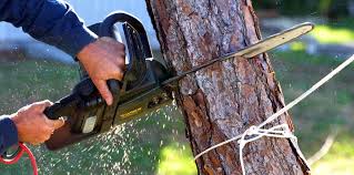 Best Tree Trimming and Pruning  in Neuse Forest, NC