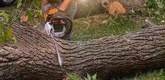 Best Palm Tree Trimming  in Neuse Forest, NC