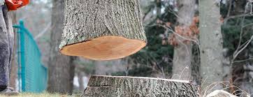 Best Tree Health Inspection  in Neuse Forest, NC