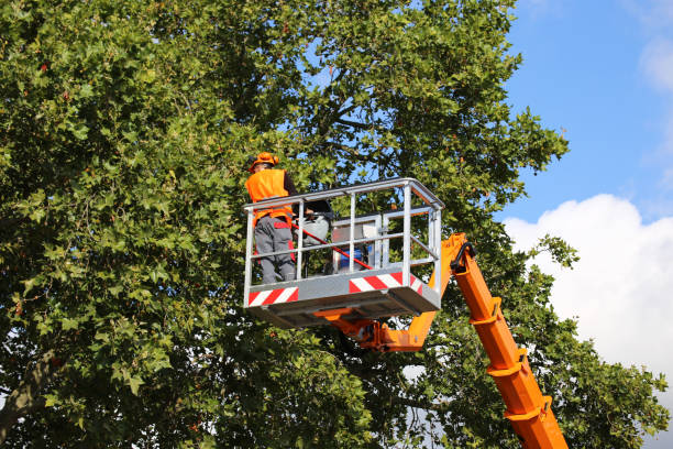 Best Emergency Tree Removal  in Neuse Forest, NC