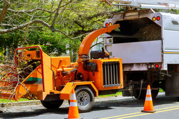 Best Tree Preservation Services  in Neuse Forest, NC