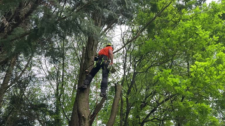 Best Seasonal Cleanup (Spring/Fall)  in Neuse Forest, NC