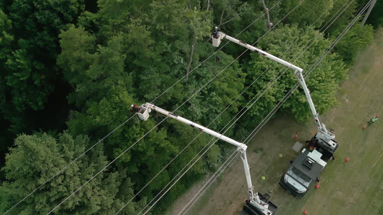 Reliable Neuse Forest, NC Tree Services Solutions