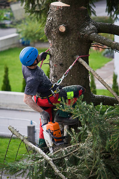 Best Aeration Services  in Neuse Forest, NC