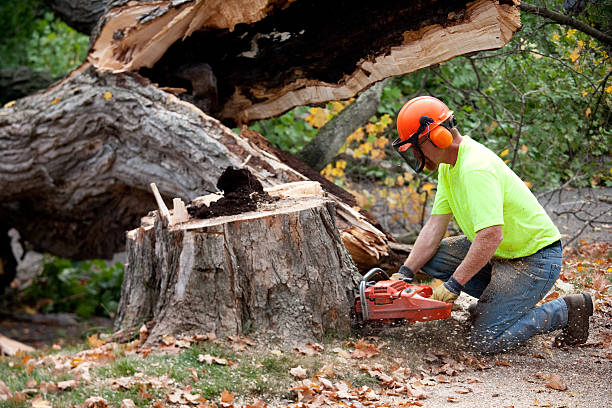  Neuse Forest, NC Tree Services Pros