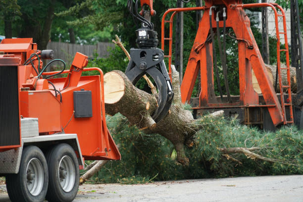 Best Weed Control  in Neuse Forest, NC