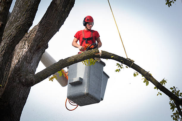 Best Tree and Shrub Care  in Neuse Forest, NC