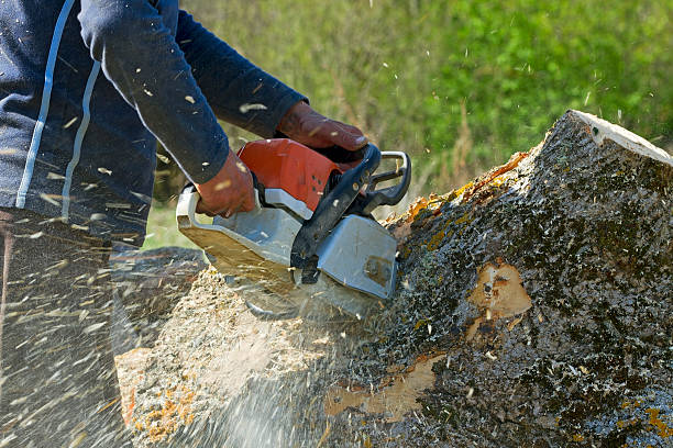 Best Tree Removal  in Neuse Forest, NC