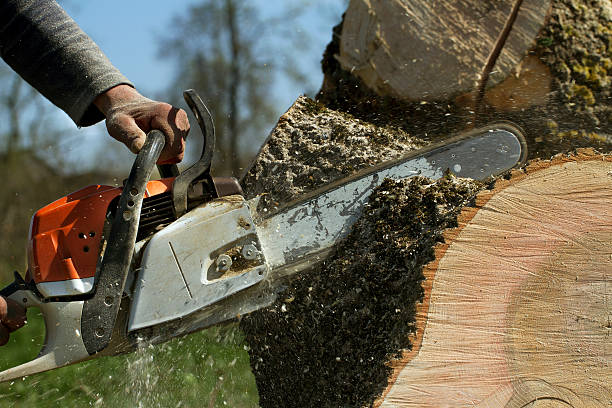 How Our Tree Care Process Works  in  Neuse Forest, NC